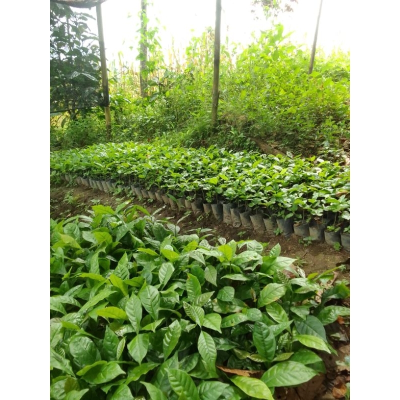 bibit kopi lampung 1 batang