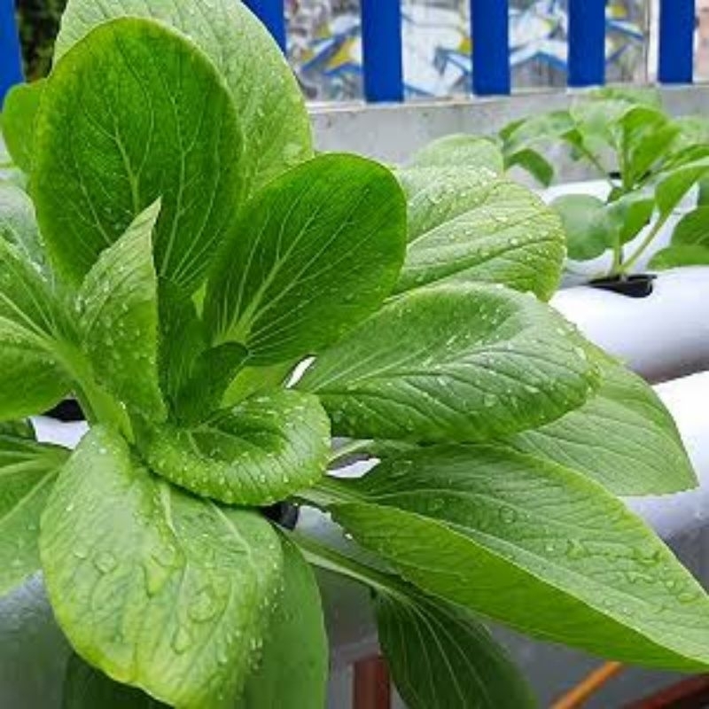 

Premium Pokcoy 1000gr