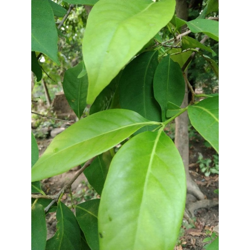 

daun salam segar