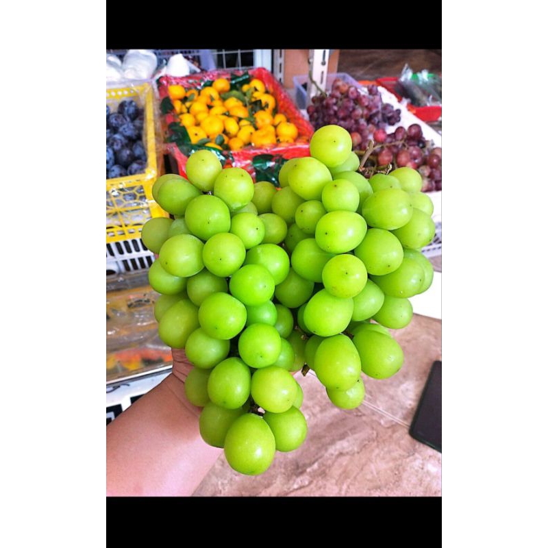 

Anggur muscad ijo Fress 1kg
