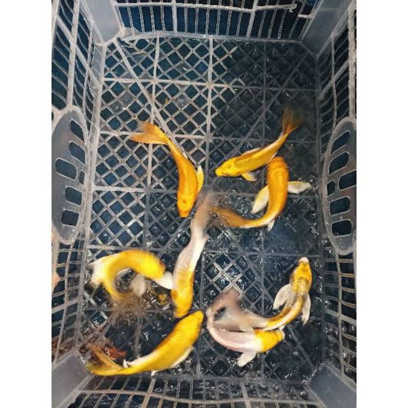 

Souvenir koi kuning ogon dekorasi aquarium