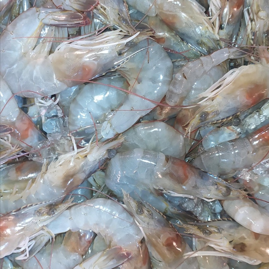 

UDANG JUMBO 100gram
