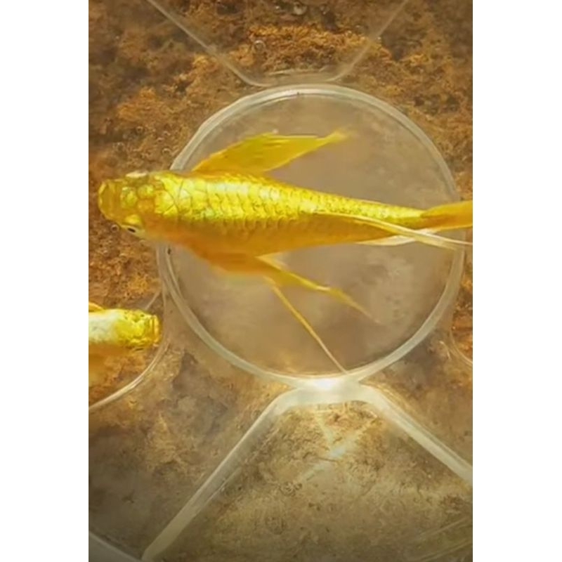 mempercantik akurium Guppy pull gold ribbon long Aer vietnam hiasan akurium