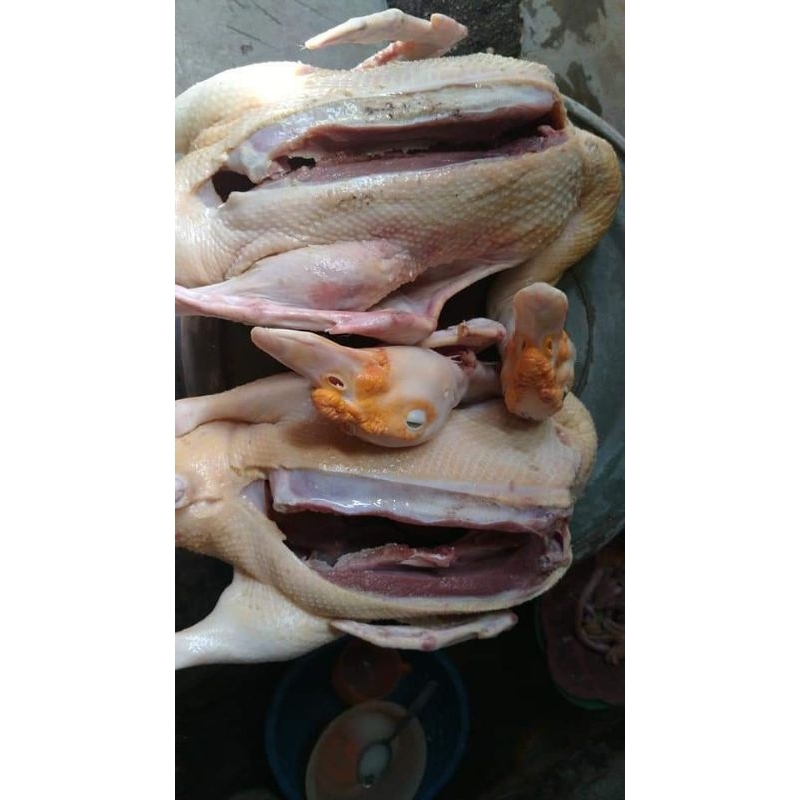 

mentok atau entok pedaging berat 1.8kg up