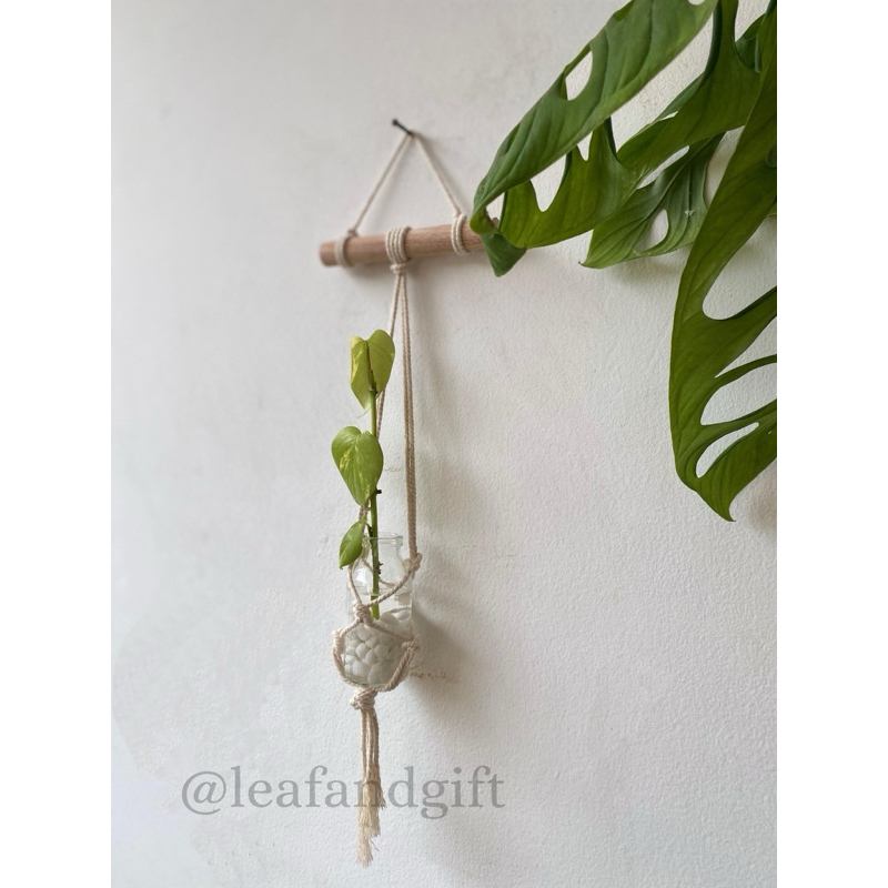 Hanging Plant Kit | Paket Lengkap Makrame + Tanaman Air Dengan Botol Kaca Aestetik | Hiasan Dinding 