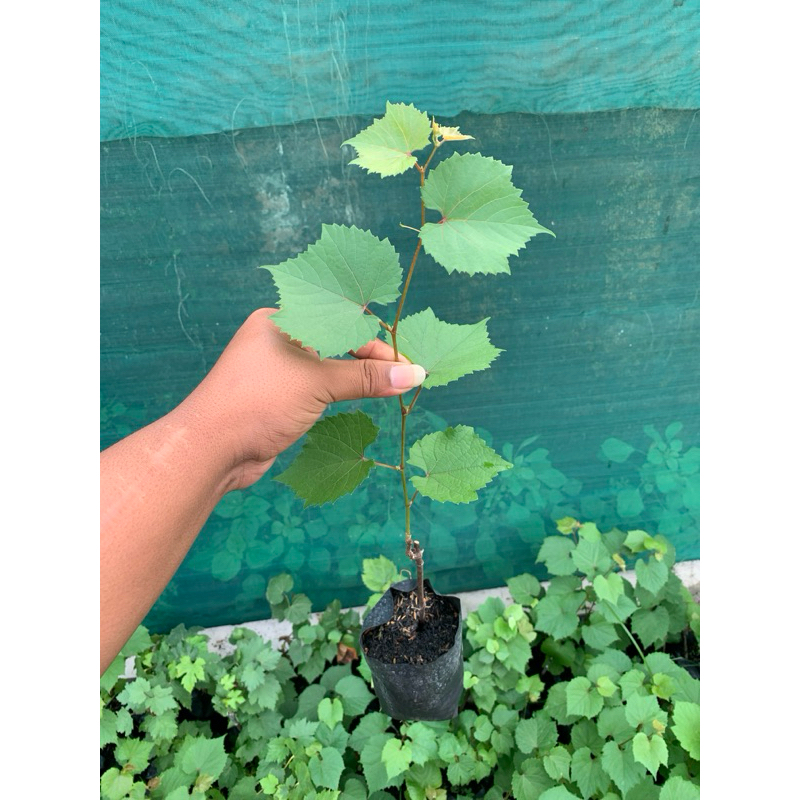 So4 rootstock tanaman anggur impor