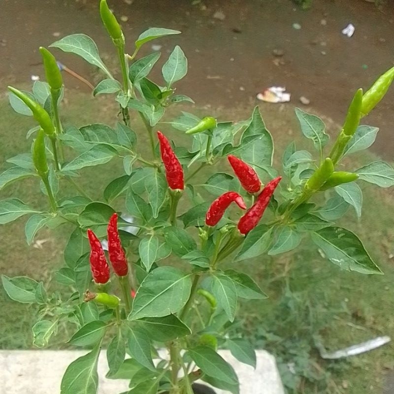bibit cabe rawit setan 65k dpt 2
