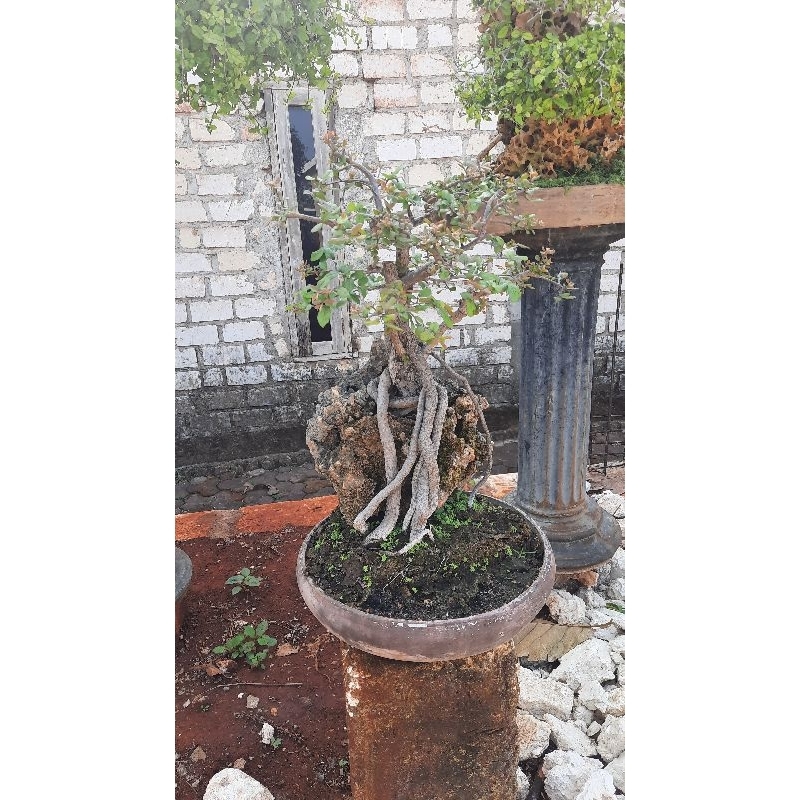 bahan bonsai mustam buah on the rock diospyros montana