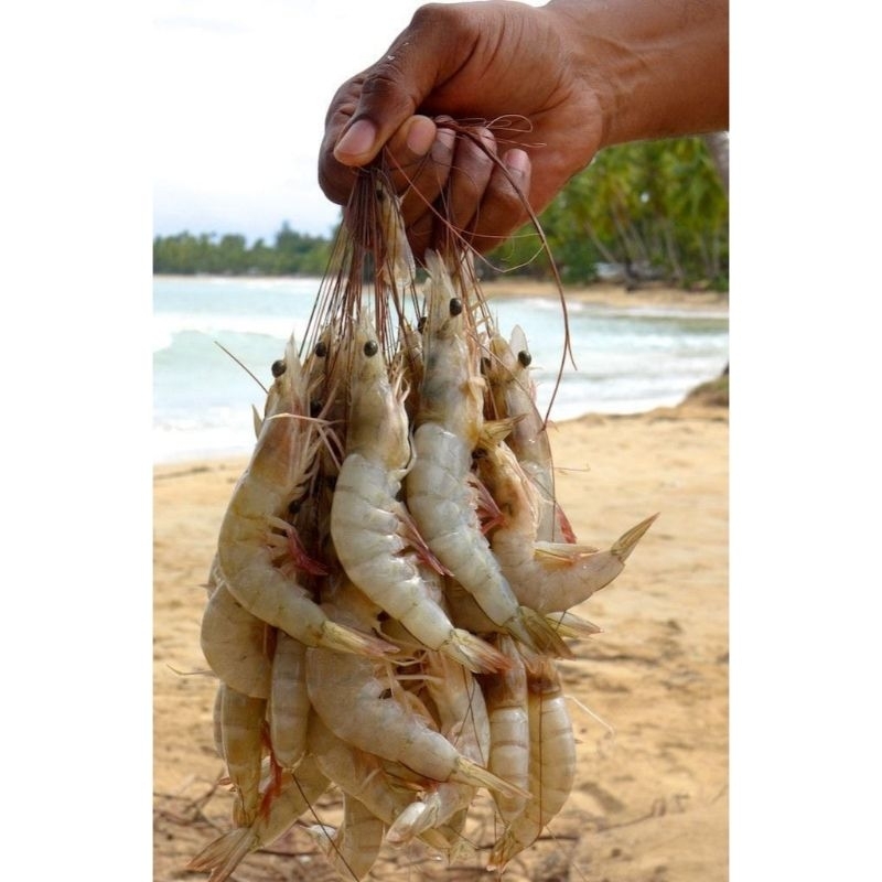 

Udang Vaname Utuh Frozen