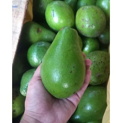 

Alpukat Mentega Premium 1 kg Alpukat Mentega Buah Alpukat