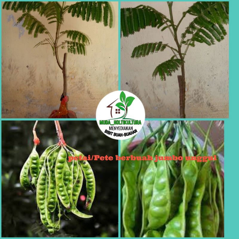 bibit Pete/petai unggul