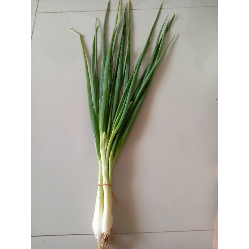 

Daun bawang/ pre segar 1 ikat