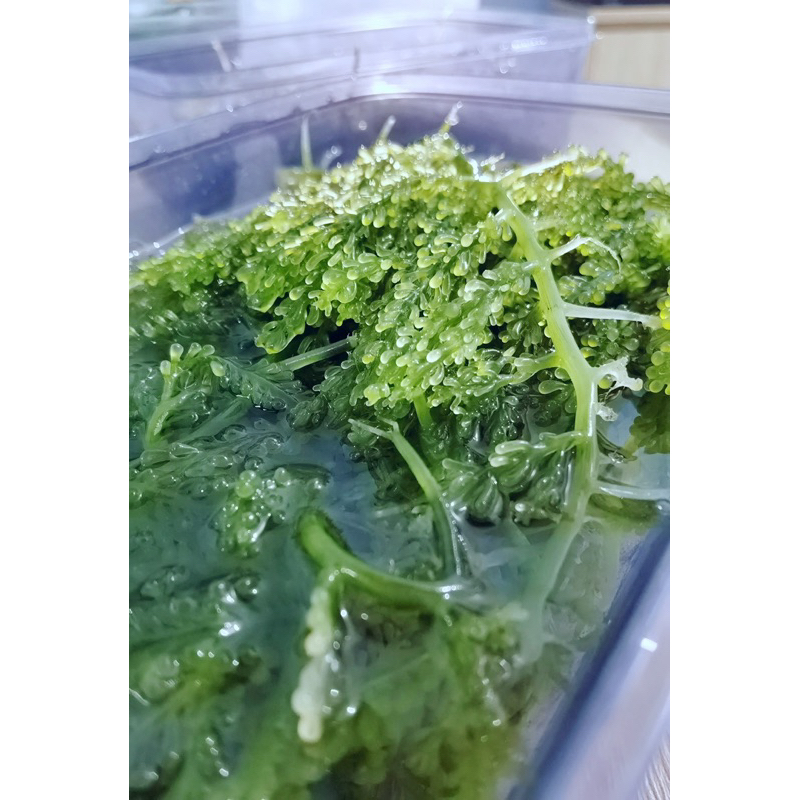 

Anggur Laut/Sea Grapes/Green Caviar/pengiriman selain JATIM harap menggunakan NEXTDAY