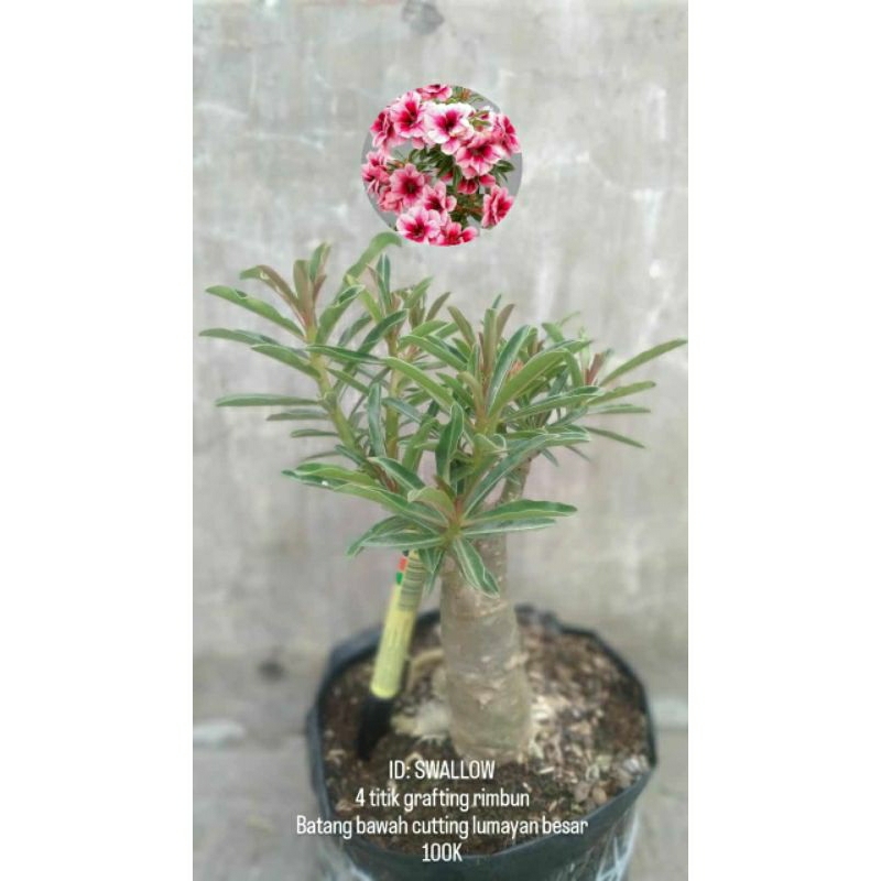 Tanaman hias kamboja tumpuk ID Swallow