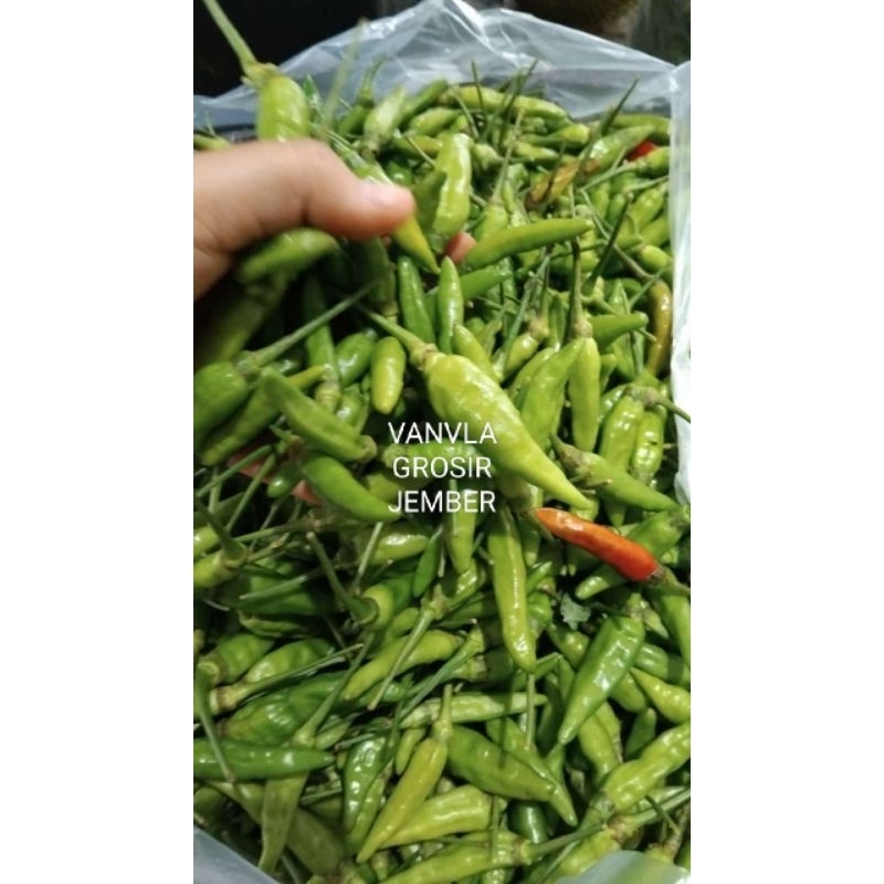 

CABE HIJAU SEGAR 1.KG