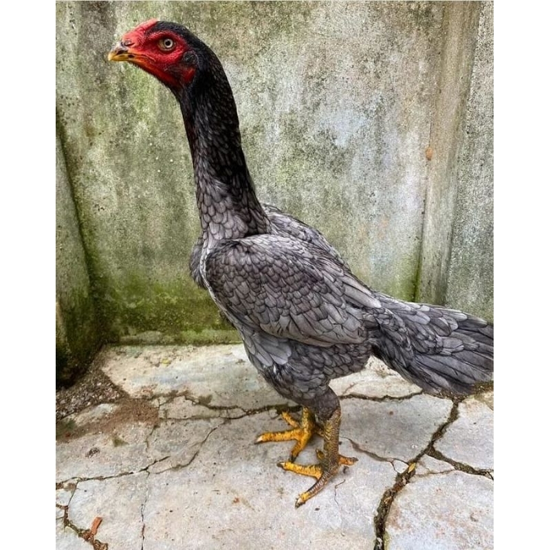 

telur ayam bangkok petarung import original