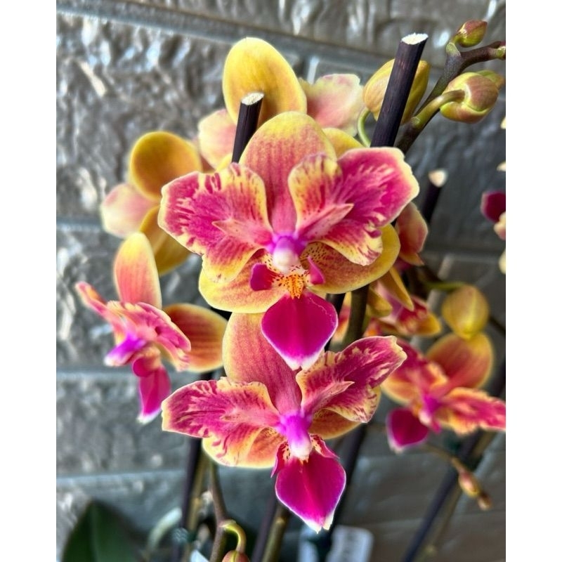 PROMO BISA COD Tanaman hias anggrek bulan merah -kuning anggrek bulan remaja siap berbunga