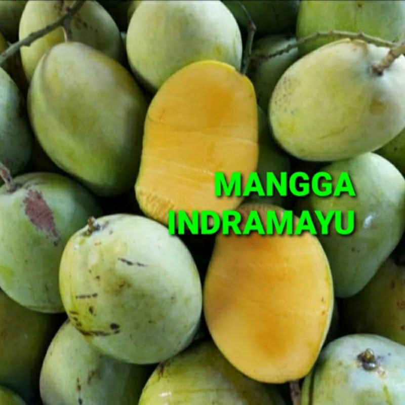 

Mangga Indramayu 1kg Mengkal/Matang