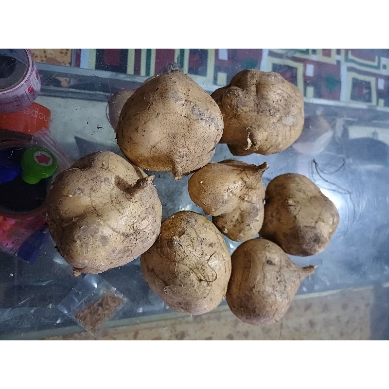 

bengkoang berat 1kg instan