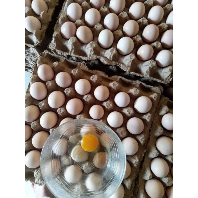 

TELUR AYAM KAMPUNG FRESS.