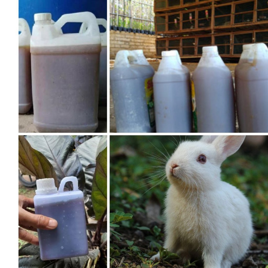 JAMIN ASLI...!!!pupuk urin kelinci fermentasi,pupuk urin kelinci1
