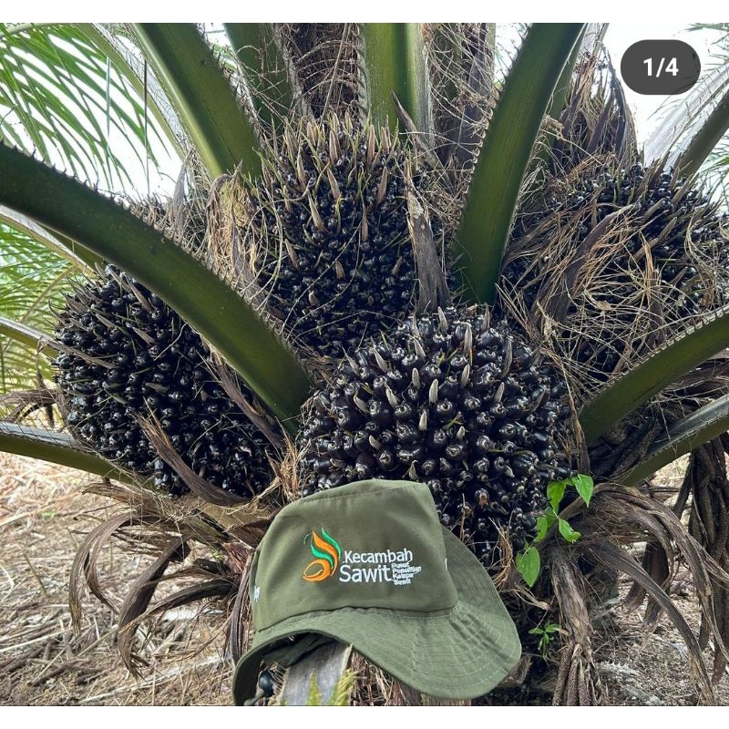 Benih Sawit Original DXP  PPKS YANGAMBI BERSERTIFIKAT ASLI