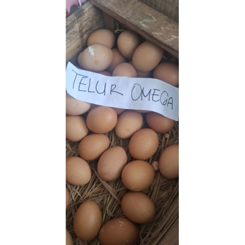 

TELUR Omega