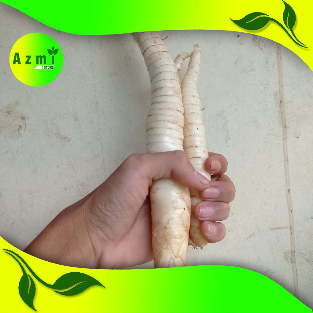 

Umbi Garut Segar 1 kg Obat Asam Lambung - Umbi Terigu Fresh