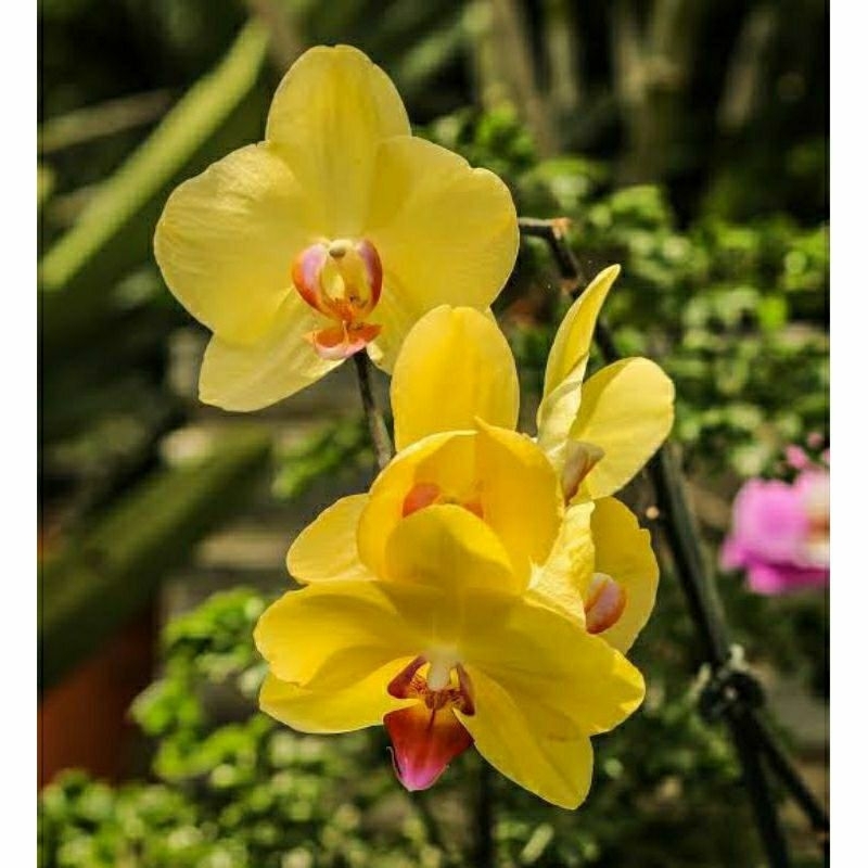 PROMO Tanaman hias anggrek bulan bunga kuning anggrek bulan dewasa siap berbunga