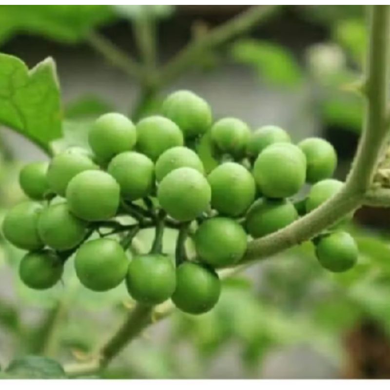 

pokak takokak terong pokak 500 gram
