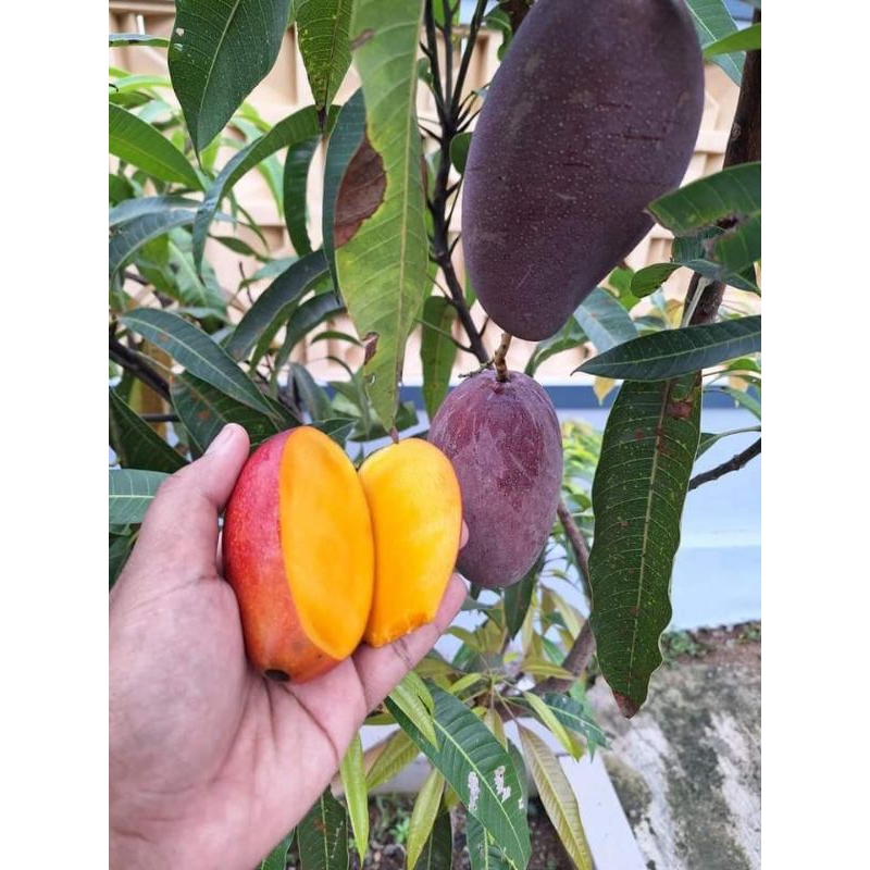 Bibit Mangga Miyazaki