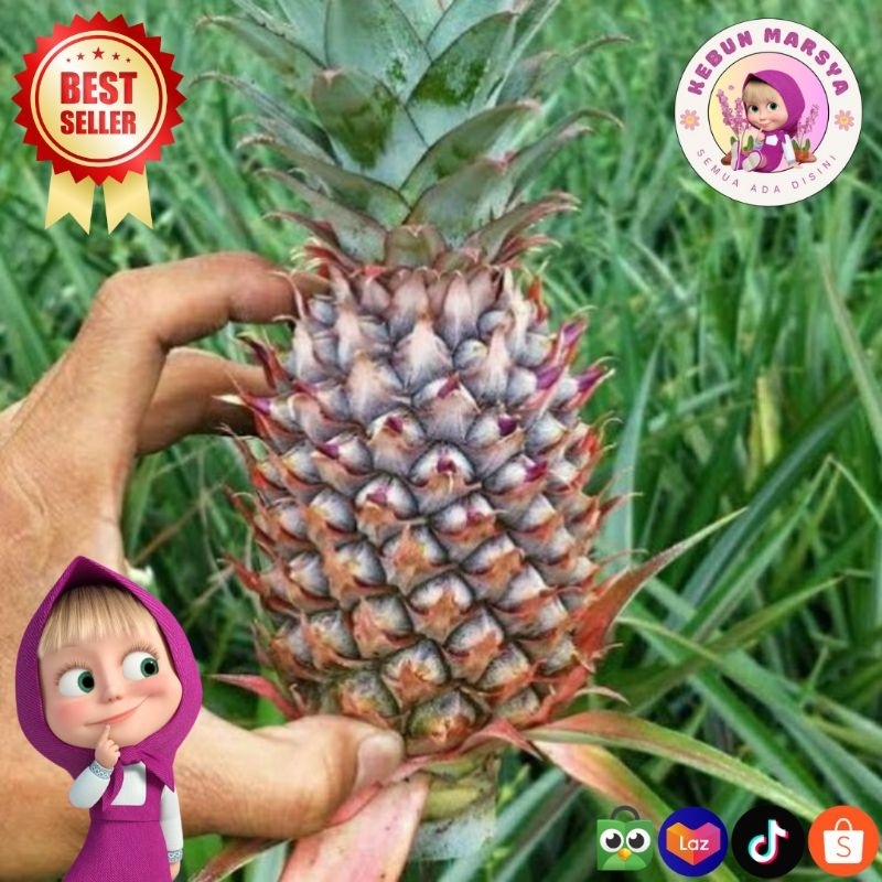 

NANAS MUDA || NANAS MERAH || PELANCAR HAID || HERBAL, TERBAIK
