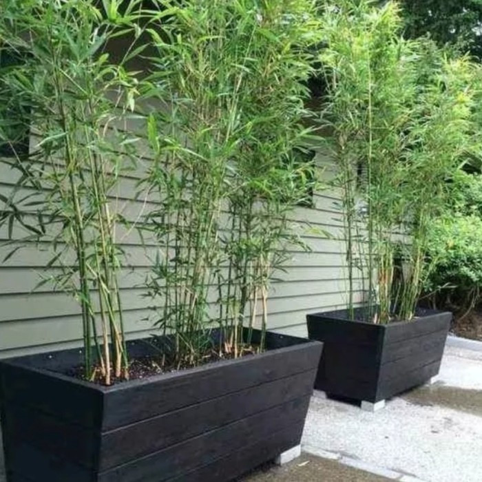 tanaman hias bambu cina dan bambu kuning mini
