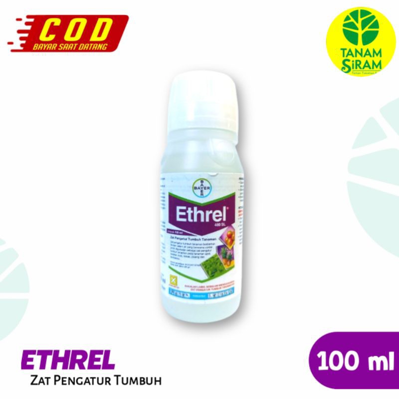 ETHREL ZPT Pembesar dan pematang buah pepaya buah naga