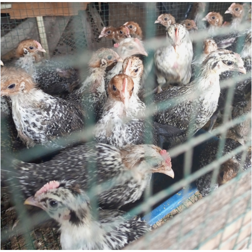 Ayam arab remaja  - ayam kampung arab remaja - arab siap umbar - arab 1 bulan