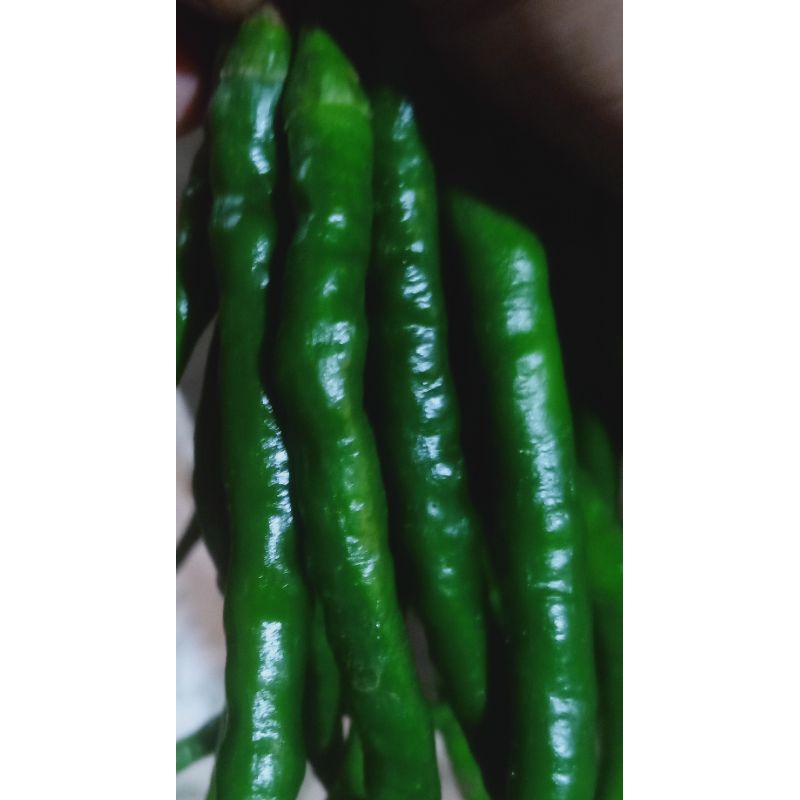 

cabe kriting ijo