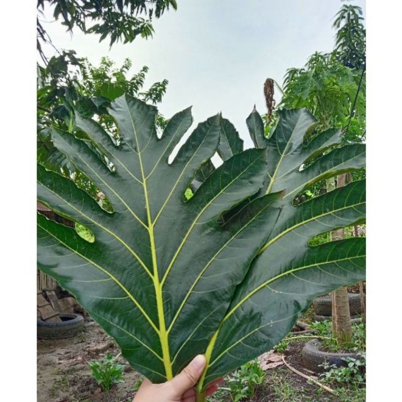 

daun sukun super segar 500 gram