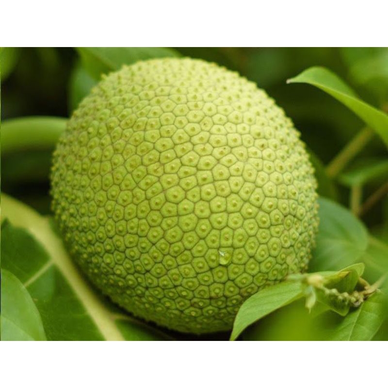 

buah sukun super 1kg