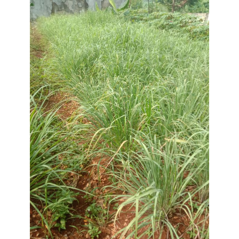 

tanaman sereh hijau /pohon sereh bumbu masak.per 1 kg
