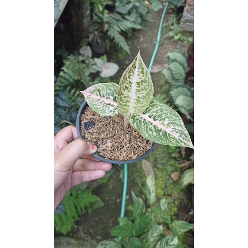 Aglaonema / Aglonema Mutiara Alba