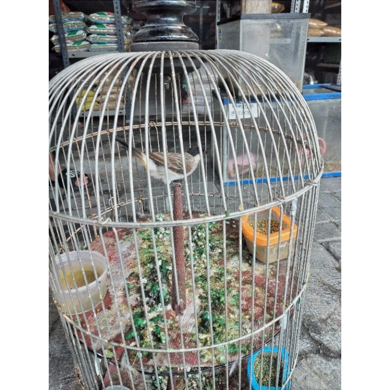 kutilang Gacor gentilang gacor