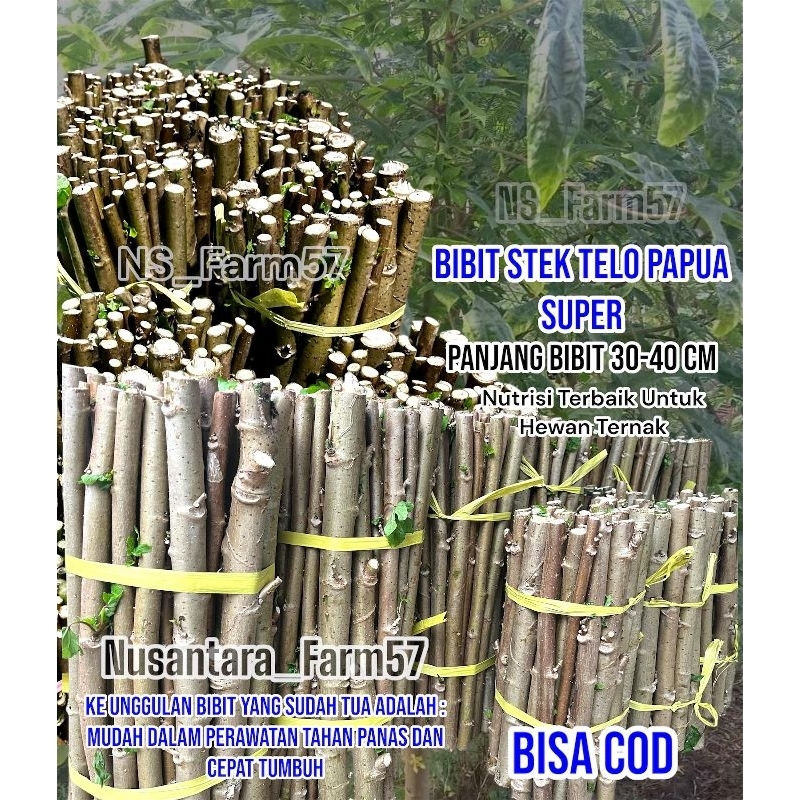 bibit stek telo papua singkong pakan ternak nutrisi tinggi panjang 20-25 cm