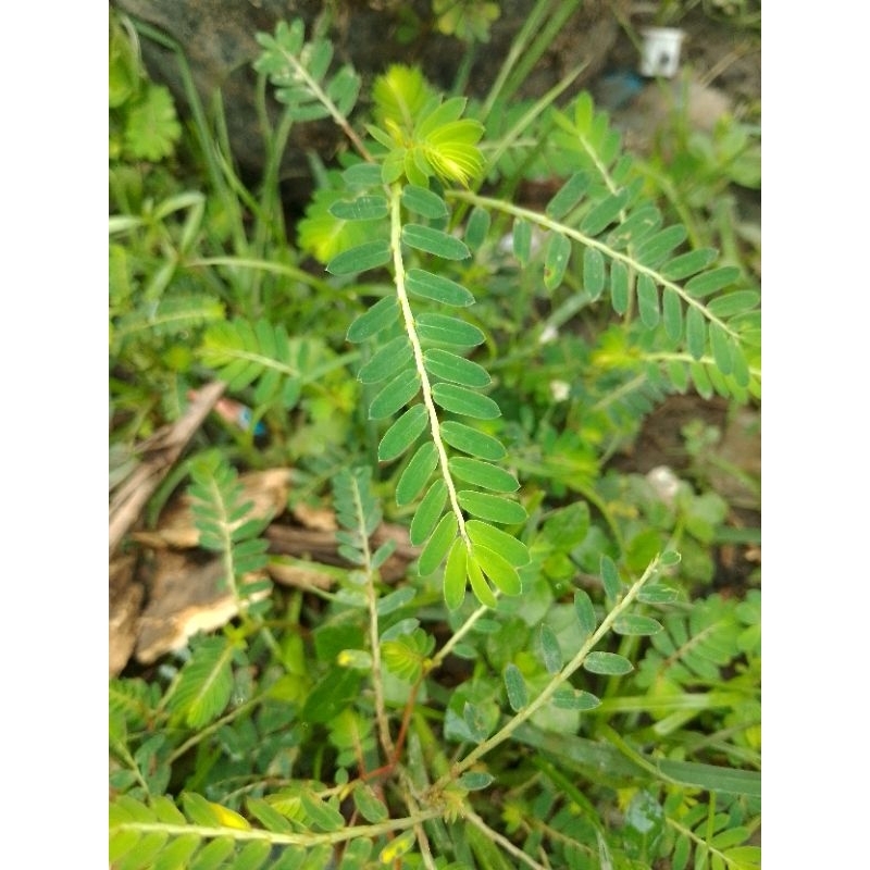 

Meniran obat herbal perpohon