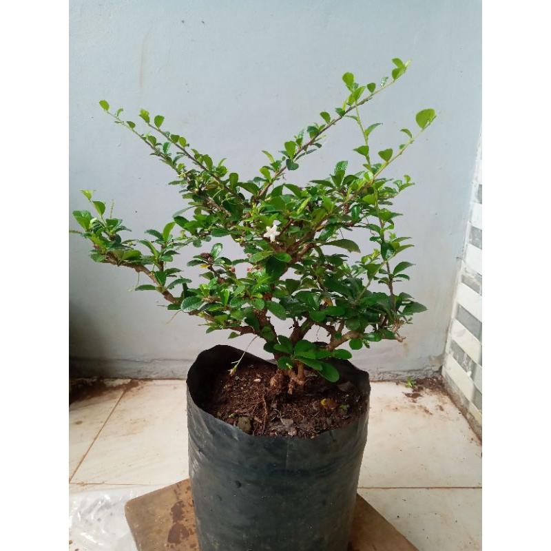 bonsai hokianti/hokiantea bunga sesuai foto