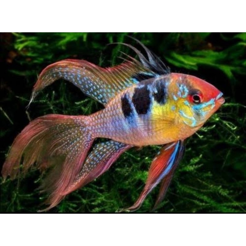 Ramirezi German long Boddy