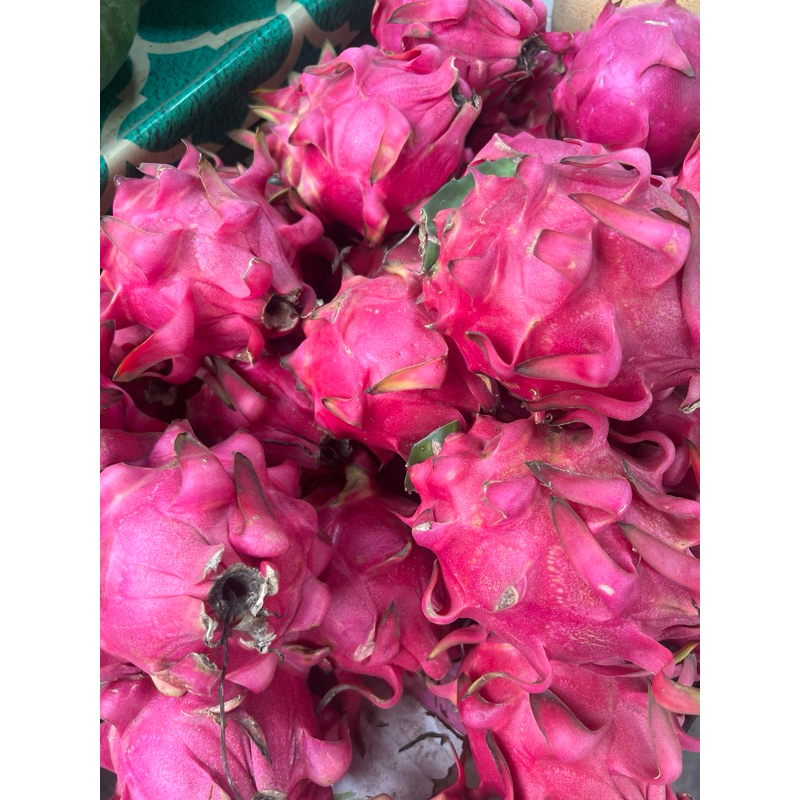 

buah naga fresh