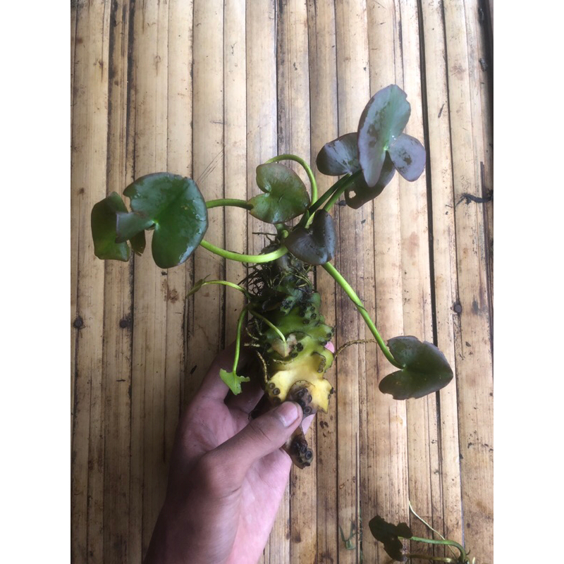 WATER LILY TANAMAN HIAS AQUASCAPE FULL AIR