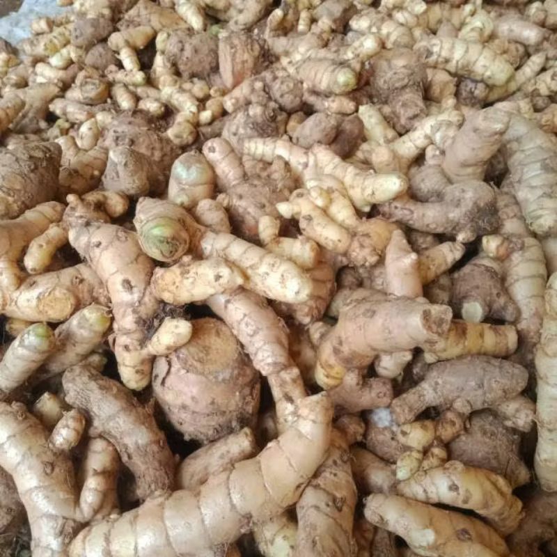 

Temu Putih Curcuma Zedoaria / Kunyit Putih segar 1kg