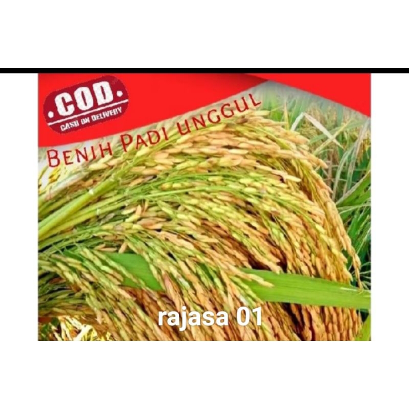 (COD) BENIH BIBIT PADI RAJASA 01 KEMASAN 5KG