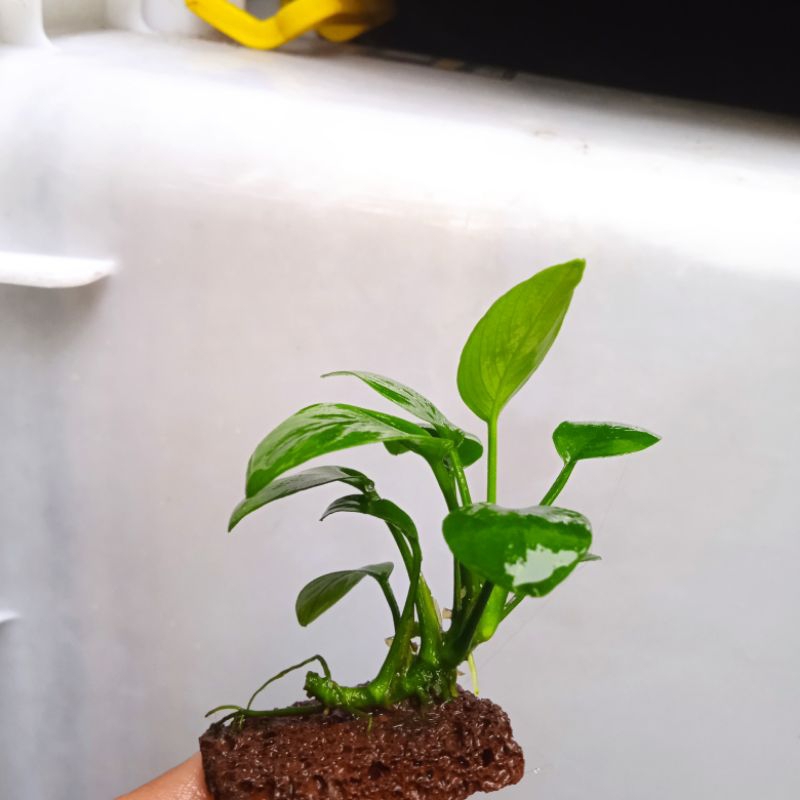 Anubias Nana